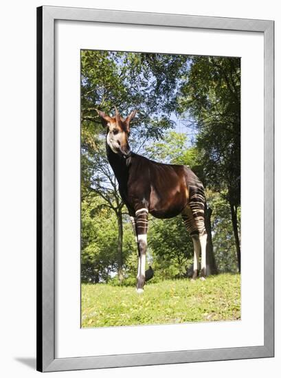 Okapi Male-null-Framed Photographic Print