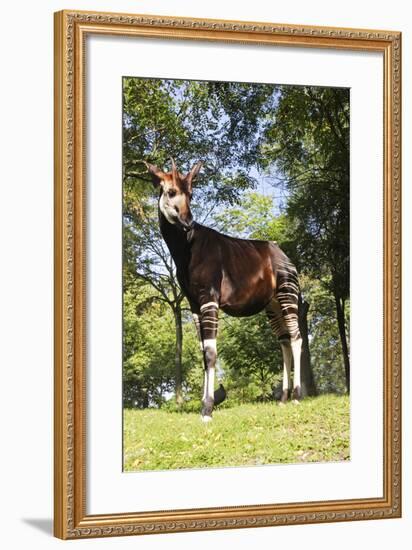 Okapi Male-null-Framed Photographic Print