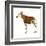 Okapi (Okapi Johnstoni), Mammals-Encyclopaedia Britannica-Framed Art Print