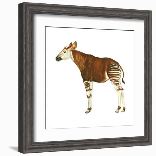 Okapi (Okapi Johnstoni), Mammals-Encyclopaedia Britannica-Framed Art Print