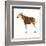 Okapi (Okapi Johnstoni), Mammals-Encyclopaedia Britannica-Framed Art Print