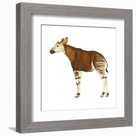 Okapi (Okapi Johnstoni), Mammals-Encyclopaedia Britannica-Framed Art Print