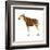 Okapi (Okapi Johnstoni), Mammals-Encyclopaedia Britannica-Framed Art Print