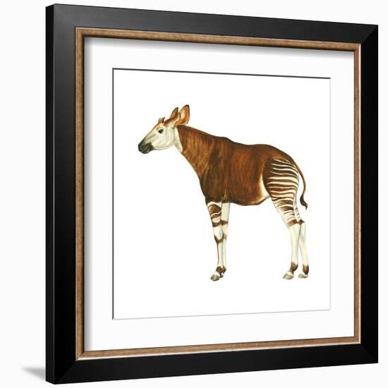 Okapi (Okapi Johnstoni), Mammals-Encyclopaedia Britannica-Framed Art Print