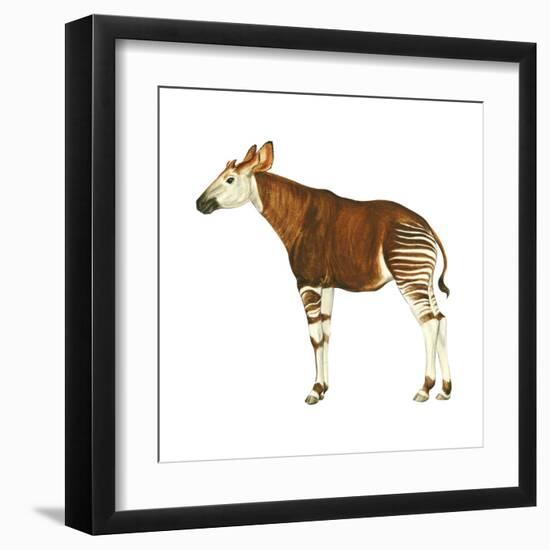 Okapi (Okapi Johnstoni), Mammals-Encyclopaedia Britannica-Framed Art Print