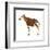 Okapi (Okapi Johnstoni), Mammals-Encyclopaedia Britannica-Framed Art Print