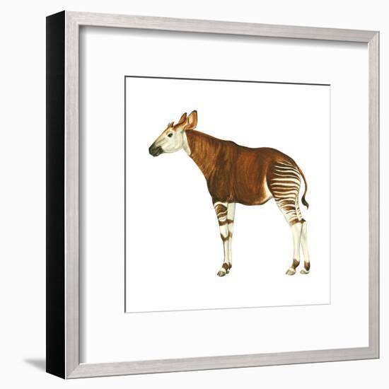 Okapi (Okapi Johnstoni), Mammals-Encyclopaedia Britannica-Framed Art Print