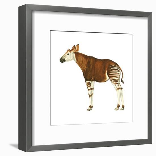 Okapi (Okapi Johnstoni), Mammals-Encyclopaedia Britannica-Framed Art Print