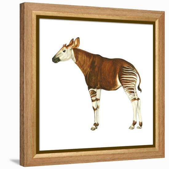 Okapi (Okapi Johnstoni), Mammals-Encyclopaedia Britannica-Framed Stretched Canvas