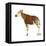 Okapi (Okapi Johnstoni), Mammals-Encyclopaedia Britannica-Framed Stretched Canvas