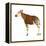 Okapi (Okapi Johnstoni), Mammals-Encyclopaedia Britannica-Framed Stretched Canvas