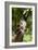 Okapi (Okapia Johnstoni) Feeding, With Tongue Exteneded-Denis-Huot-Framed Photographic Print