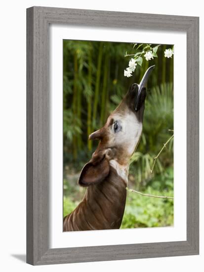 Okapi (Okapia Johnstoni) Feeding, With Tongue Exteneded-Denis-Huot-Framed Photographic Print