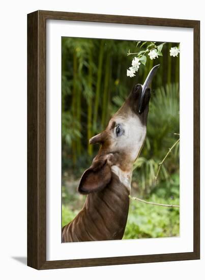 Okapi (Okapia Johnstoni) Feeding, With Tongue Exteneded-Denis-Huot-Framed Photographic Print