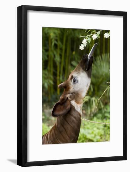 Okapi (Okapia Johnstoni) Feeding, With Tongue Exteneded-Denis-Huot-Framed Photographic Print