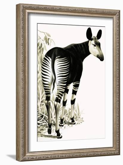 Okapi-null-Framed Giclee Print