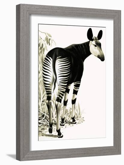 Okapi-null-Framed Giclee Print