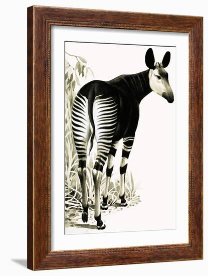 Okapi-null-Framed Giclee Print