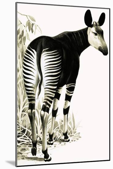 Okapi-null-Mounted Giclee Print