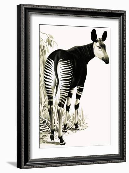 Okapi-null-Framed Giclee Print