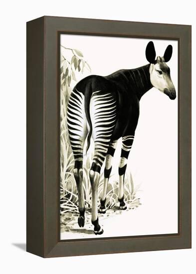 Okapi-null-Framed Premier Image Canvas