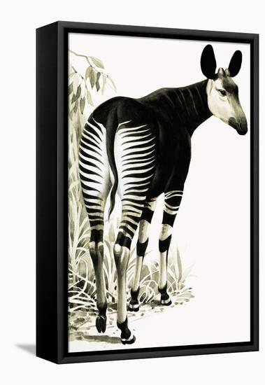 Okapi-null-Framed Premier Image Canvas