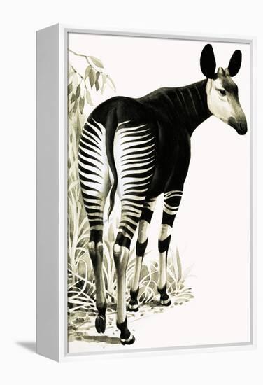 Okapi-null-Framed Premier Image Canvas