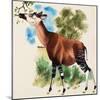 Okapi-Arthur Oxenham-Mounted Giclee Print