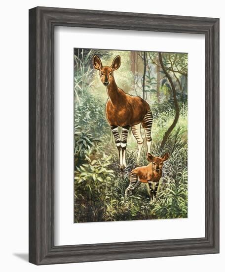 Okapis of the Congo-null-Framed Giclee Print