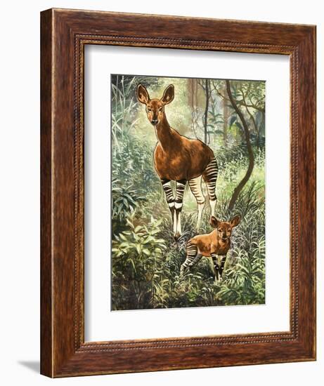 Okapis of the Congo-null-Framed Giclee Print