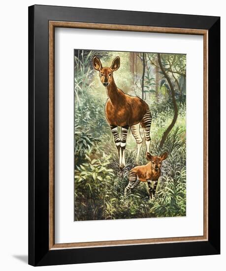 Okapis of the Congo-null-Framed Giclee Print