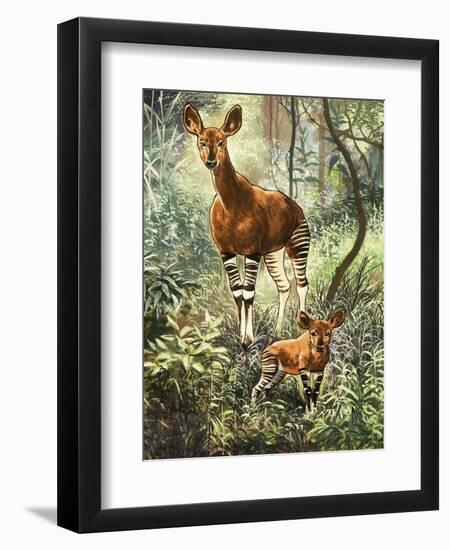 Okapis of the Congo-null-Framed Giclee Print