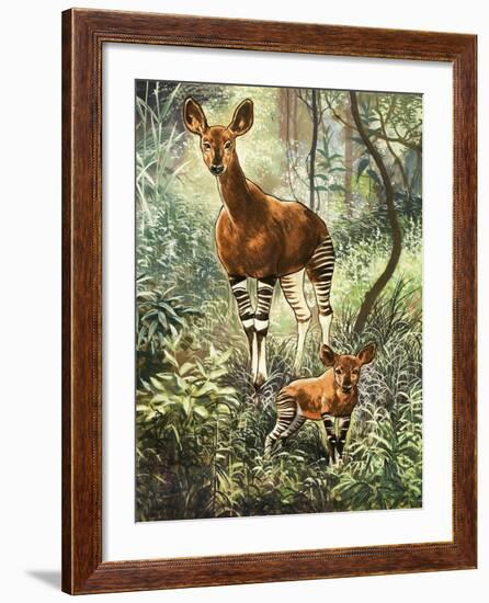 Okapis of the Congo-null-Framed Giclee Print