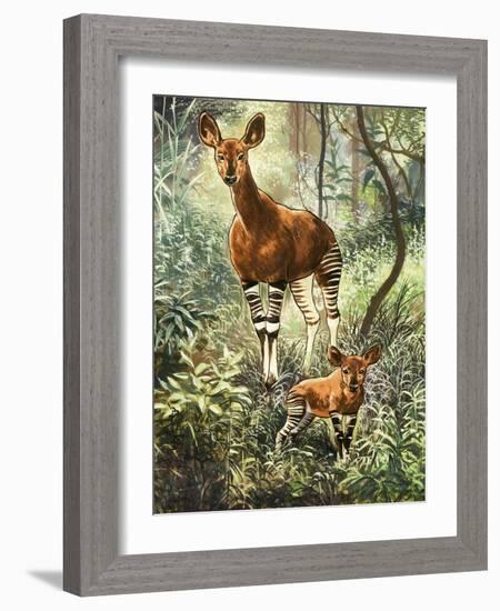 Okapis of the Congo-null-Framed Giclee Print