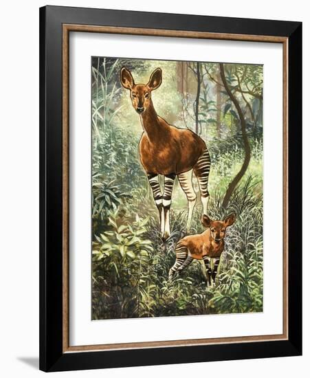 Okapis of the Congo-null-Framed Giclee Print