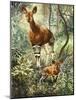 Okapis of the Congo-null-Mounted Giclee Print