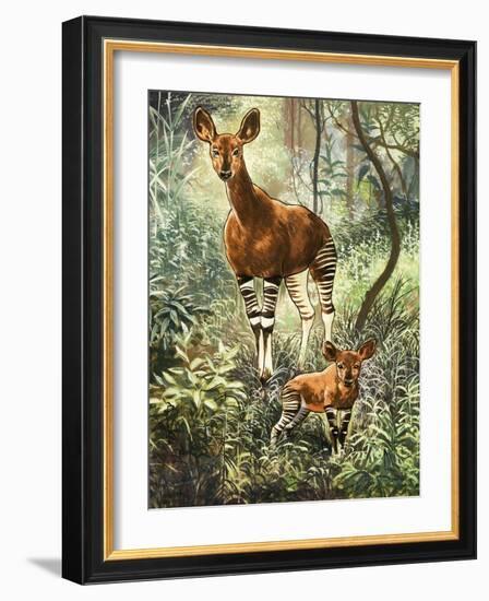 Okapis of the Congo-null-Framed Giclee Print