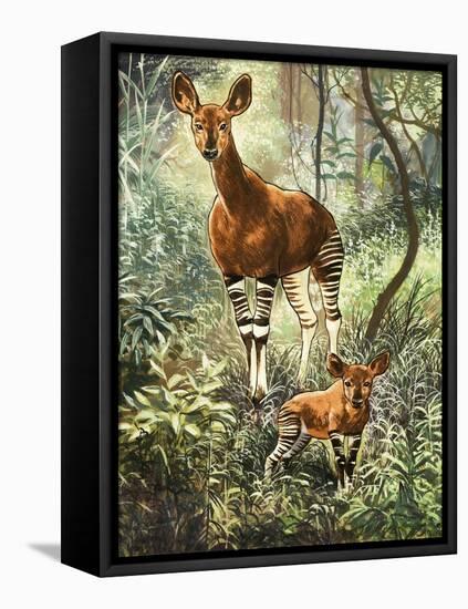Okapis of the Congo-null-Framed Premier Image Canvas