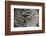 Okarito Brown Kiwi feathers, Okarito Forest, New Zealand-Tui De Roy-Framed Photographic Print