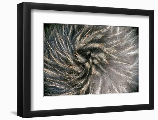 Okarito Brown Kiwi feathers, Okarito Forest, New Zealand-Tui De Roy-Framed Photographic Print