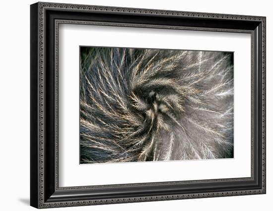 Okarito Brown Kiwi feathers, Okarito Forest, New Zealand-Tui De Roy-Framed Photographic Print