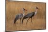 Okavango, Botswana. A Pair of Wattled Cranes Walk in Golden Grass-Janet Muir-Mounted Photographic Print