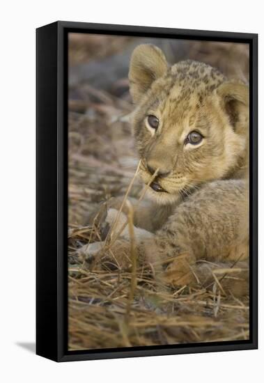 Okavango Delta, Botswana. A Close-up of a Lion Cub-Janet Muir-Framed Premier Image Canvas