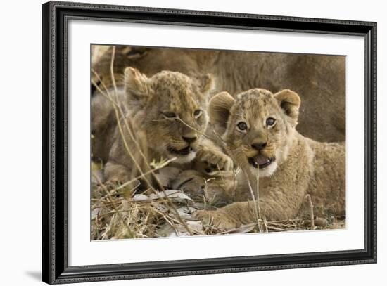 Okavango Delta, Botswana. A Close-up of Two Lion Cubs-Janet Muir-Framed Photographic Print