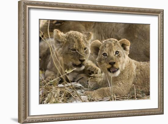 Okavango Delta, Botswana. A Close-up of Two Lion Cubs-Janet Muir-Framed Photographic Print