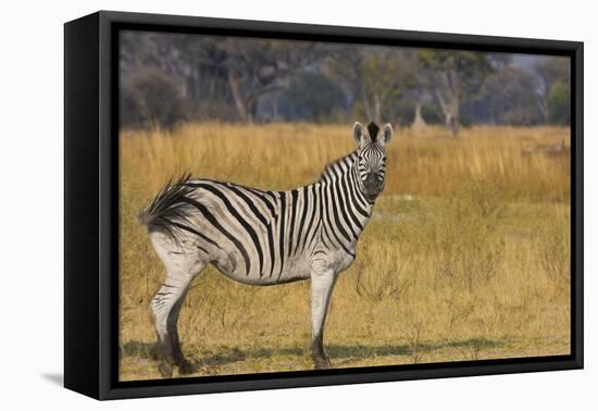 Okavango Delta, Botswana, Africa. Profile View of a Plains Zebra-Janet Muir-Framed Premier Image Canvas