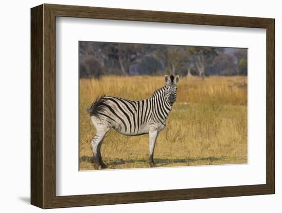 Okavango Delta, Botswana, Africa. Profile View of a Plains Zebra-Janet Muir-Framed Photographic Print