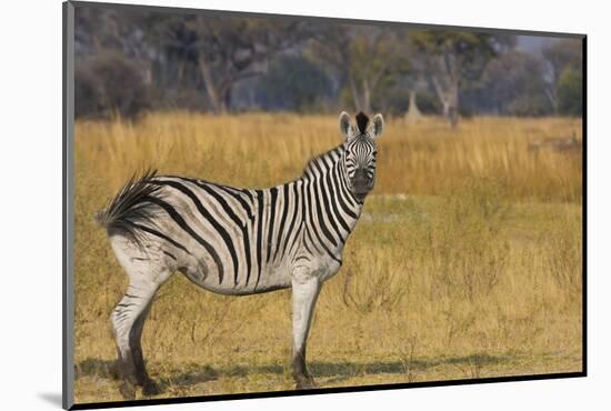 Okavango Delta, Botswana, Africa. Profile View of a Plains Zebra-Janet Muir-Mounted Photographic Print