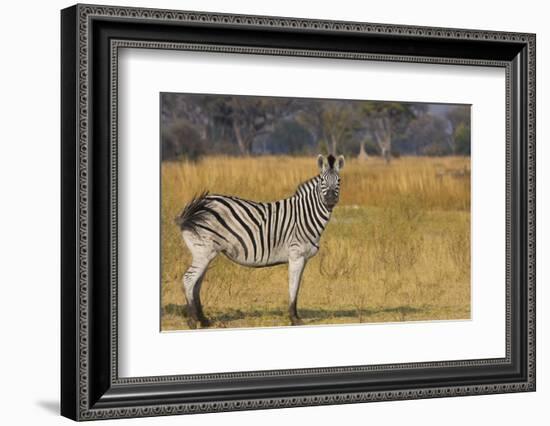 Okavango Delta, Botswana, Africa. Profile View of a Plains Zebra-Janet Muir-Framed Photographic Print