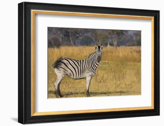 Okavango Delta, Botswana, Africa. Profile View of a Plains Zebra-Janet Muir-Framed Photographic Print